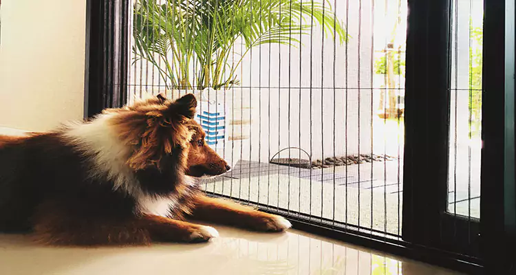 Sliding Screen Pet Door Repair in El Cerrito, CA