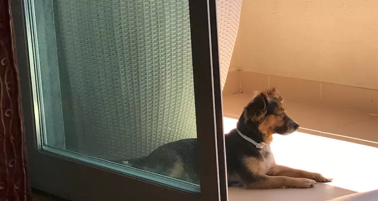 French Door Pet Screen Repair in El Cerrito, CA
